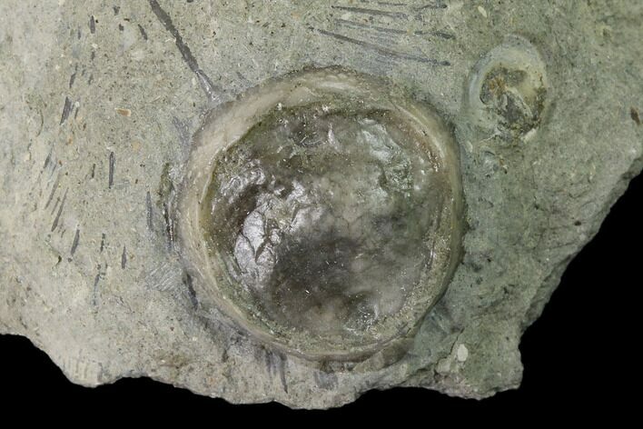 Edrioasteroid (Isorophus) On Brachiopod - Fairfield, Ohio #135587